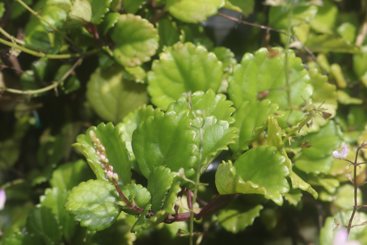 Plectranthus verticillatus (L.f.) Druce